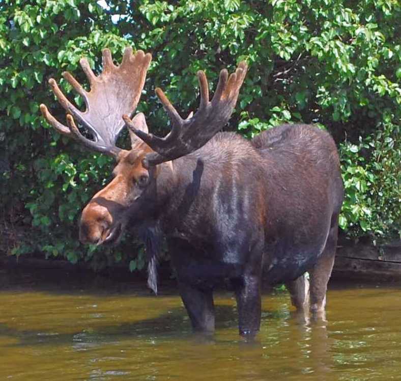 Bull Moose 08 13 2014