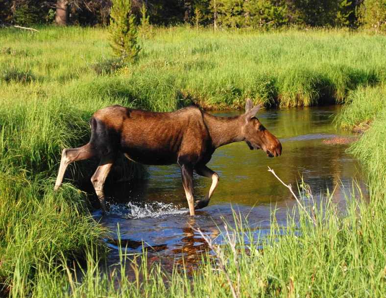 Moose in Stream RMNP 08 13 2014