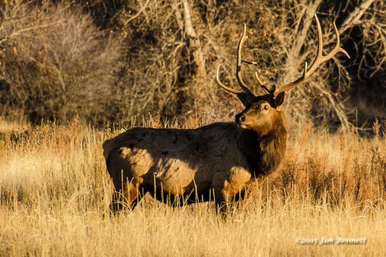 Elk bull at Chatfield State Park, CO.